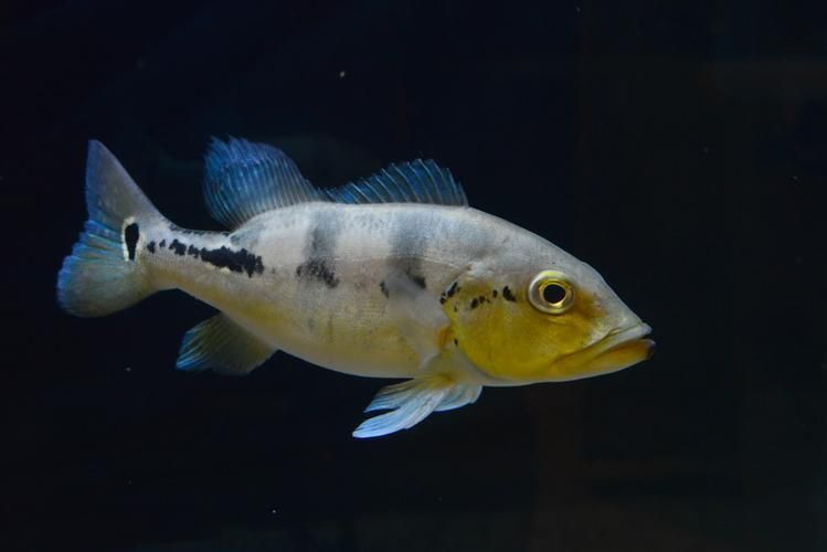 藍帆五間魚圖片 藍帆五間魚圖片 龍魚百科 第17張