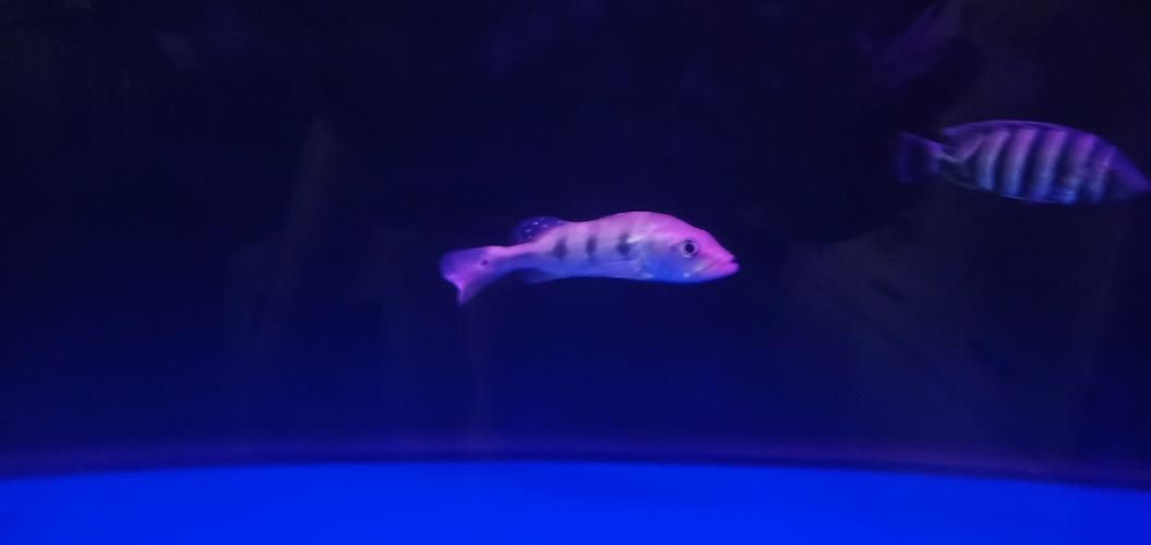 藍帆五間魚圖片 藍帆五間魚圖片 龍魚百科 第15張