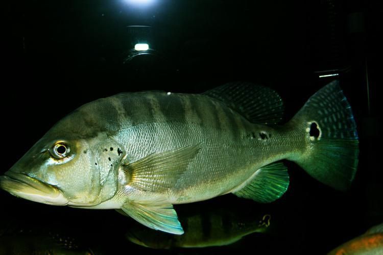 藍帆五間魚圖片 藍帆五間魚圖片 龍魚百科 第18張