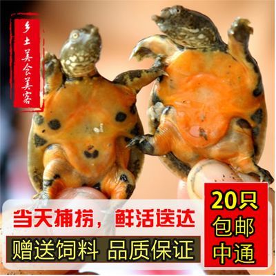 土龍魚功效與作用（利尿消腫,祛風(fēng)止痛,活血化瘀,抗腫瘤）