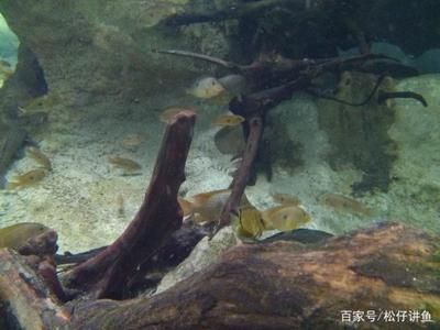 土龍魚功效與作用（利尿消腫,祛風(fēng)止痛,活血化瘀,抗腫瘤）