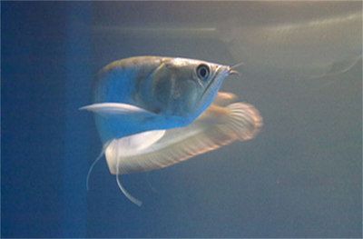 雷龍魚排行榜最新，海象有幾分相品種，但此魚只有尾柄，處有眼魚斑