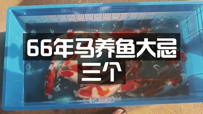 馬印魚缸最忌三種東西