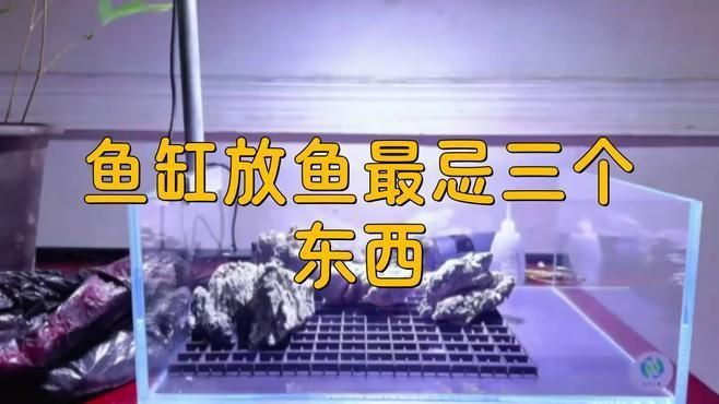 馬印魚缸最忌三種東西