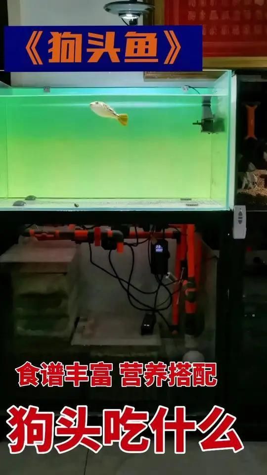 奈及利亞紅圓點狗頭魚為什么怎么喂