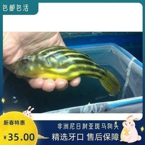 斑馬狗頭魚繁殖餌料選擇指南：斑馬狗頭魚的繁殖餌料營養搭配