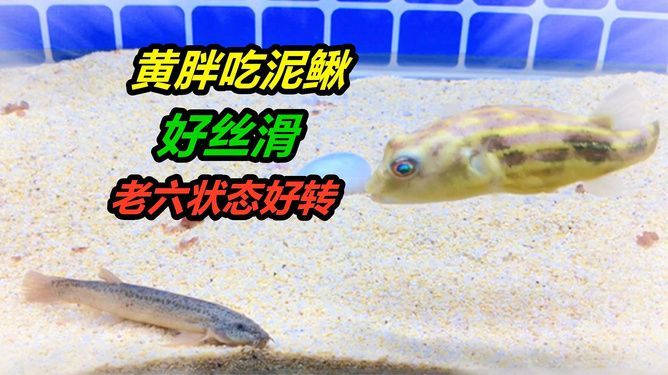 斑馬狗頭魚繁殖餌料選擇指南：斑馬狗頭魚的繁殖餌料營養搭配