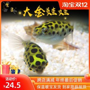 斑馬狗頭魚繁殖餌料選擇指南：斑馬狗頭魚的繁殖餌料營養搭配