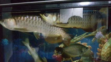 金龍魚尾巴下垂是由于多種原因引起的，金龍魚尾巴下垂能不能固定：金龍魚尾巴下垂是什么原因引起的