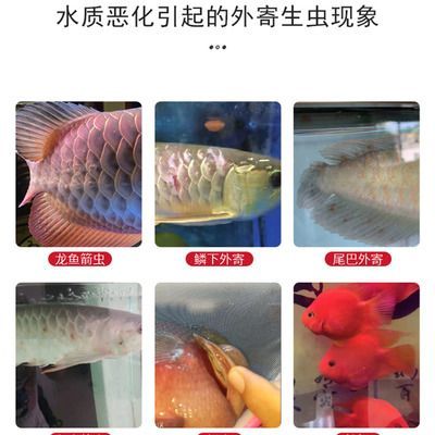 龍魚內(nèi)外寄檢疫，龍魚內(nèi)外寄檢疫常見病原體識別龍魚檢疫常見病原體識別