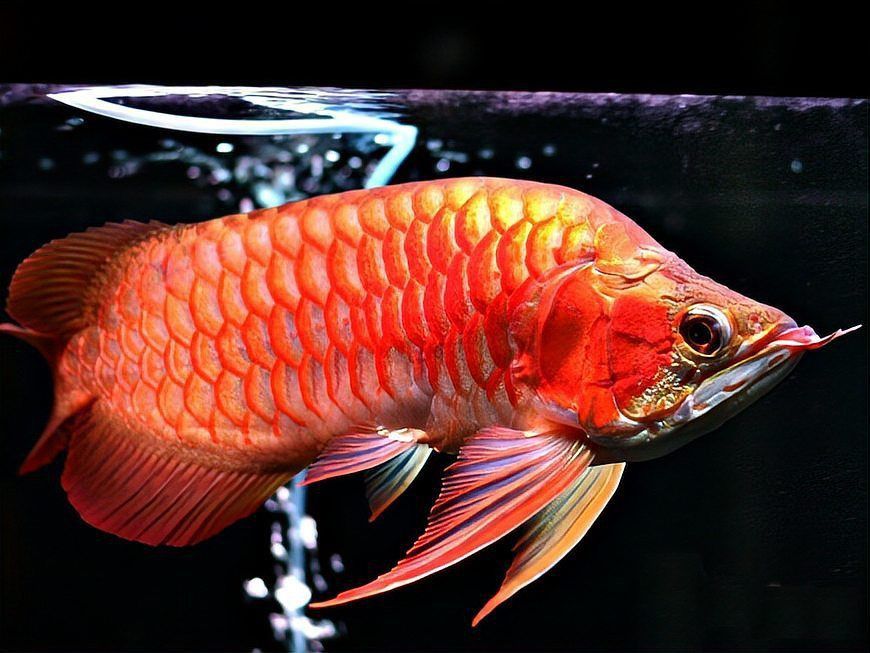 龍魚品種價格一覽表
