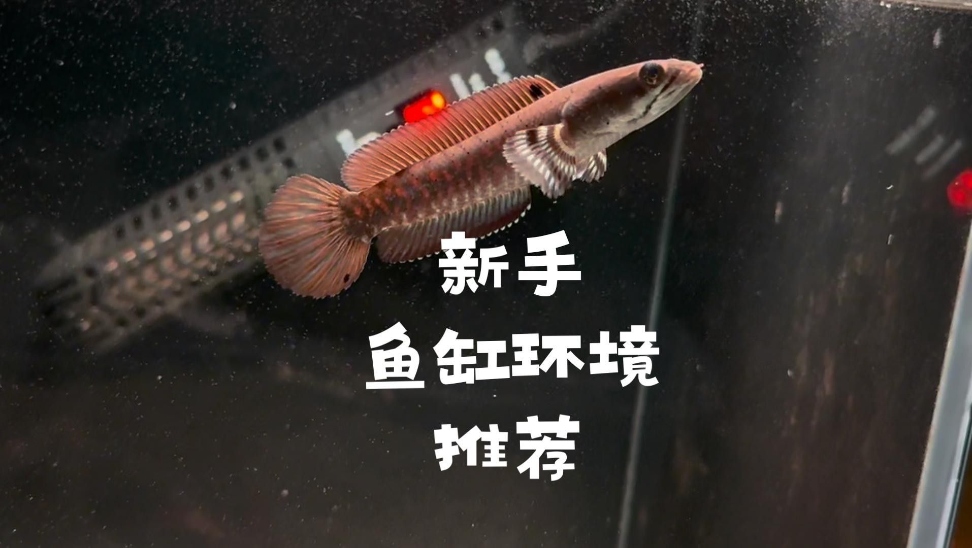 錦鯉好還是龍鳳錦鯉好