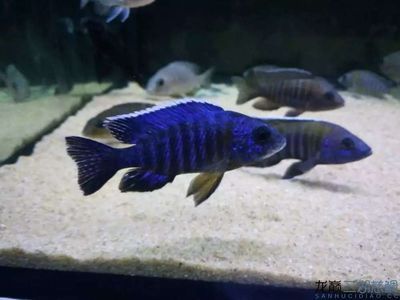 廣州觀賞魚批發市場去祥龍魚場（從廣州觀賞魚批發市場到祥龍魚場的路線查詢信息）