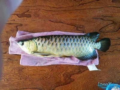 廣州觀賞魚批發市場去祥龍魚場（從廣州觀賞魚批發市場到祥龍魚場的路線查詢信息）