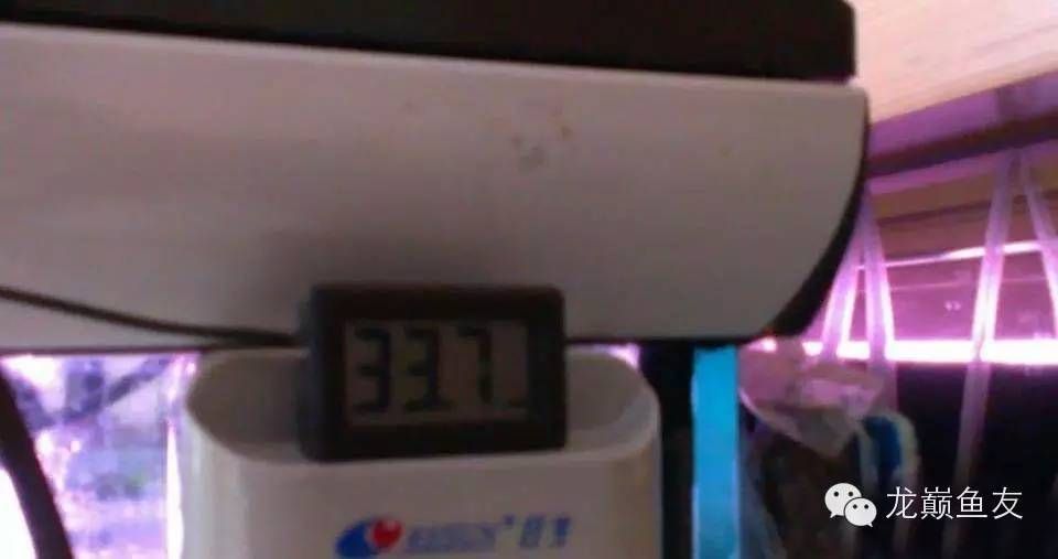 金龍魚缸換水的正確方法是什么，金龍魚缸換水的正確方法 金龍魚缸換水的正確方法是什么，金龍魚缸換水的正確方法 龍魚百科 第3張