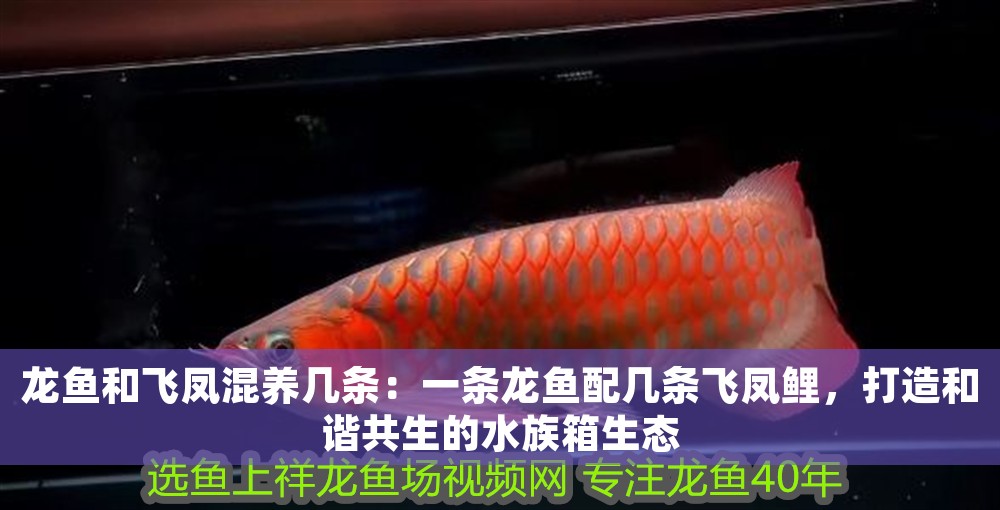 龍魚和飛鳳混養幾條：一條龍魚配幾條飛鳳鯉，打造和諧共生的水族箱生態