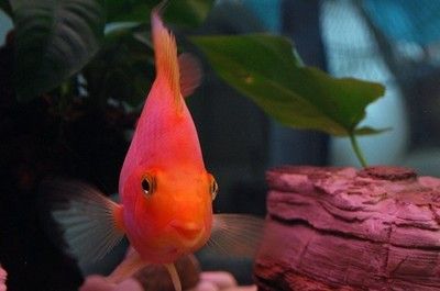紅龍魚養(yǎng)幾條最招財（紅龍魚養(yǎng)幾條最招財龍魚養(yǎng)幾條最招財龍魚養(yǎng)幾條最招財）
