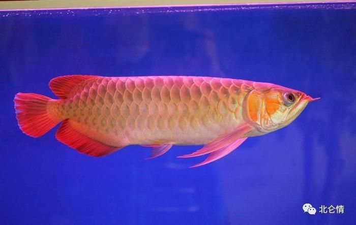 紅龍魚養(yǎng)幾條最招財（紅龍魚養(yǎng)幾條最招財龍魚養(yǎng)幾條最招財龍魚養(yǎng)幾條最招財）