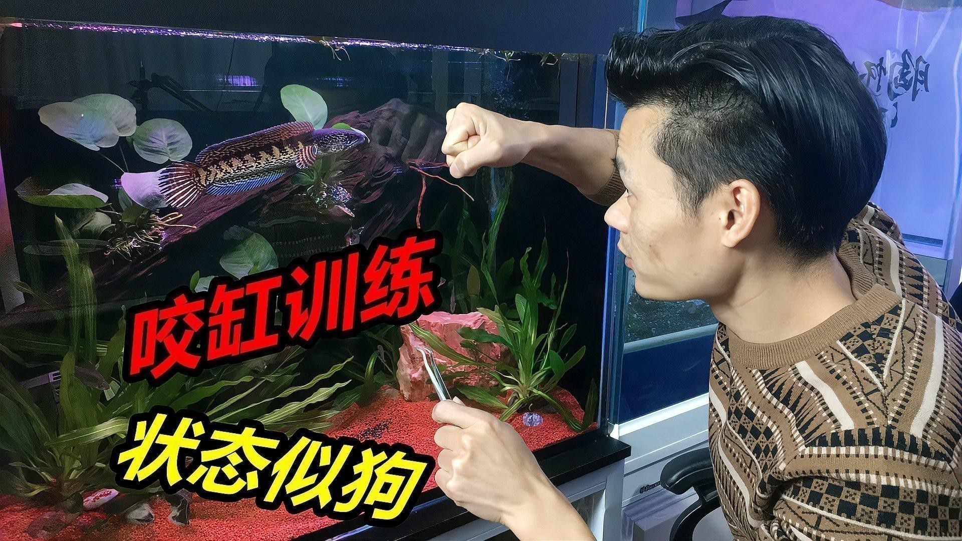 彩虹雷龍魚怎么養