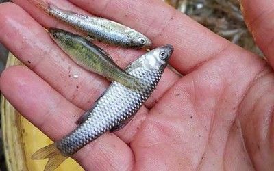 龍魚吃的麥穗要清理內(nèi)臟嗎：喂給龍魚的麥穗魚是否需要去內(nèi)臟？ 龍魚吃的麥穗要清理內(nèi)臟嗎：喂給龍魚的麥穗魚是否需要去內(nèi)臟？ 龍魚百科 第2張