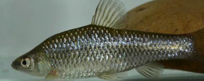 龍魚吃的麥穗要清理內(nèi)臟嗎：喂給龍魚的麥穗魚是否需要去內(nèi)臟？ 龍魚吃的麥穗要清理內(nèi)臟嗎：喂給龍魚的麥穗魚是否需要去內(nèi)臟？ 龍魚百科 第3張