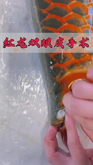 龍魚掉眼手術后會復發嗎圖片 龍魚百科 第8張 龍魚掉眼手術后會復發嗎圖片 龍魚掉眼手術后會復發嗎圖片 龍魚百科 第8張