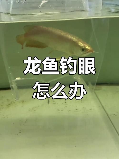 龍魚掉眼手術后會復發嗎圖片 龍魚百科 第15張 龍魚掉眼手術后會復發嗎圖片 龍魚掉眼手術后會復發嗎圖片 龍魚百科 第15張