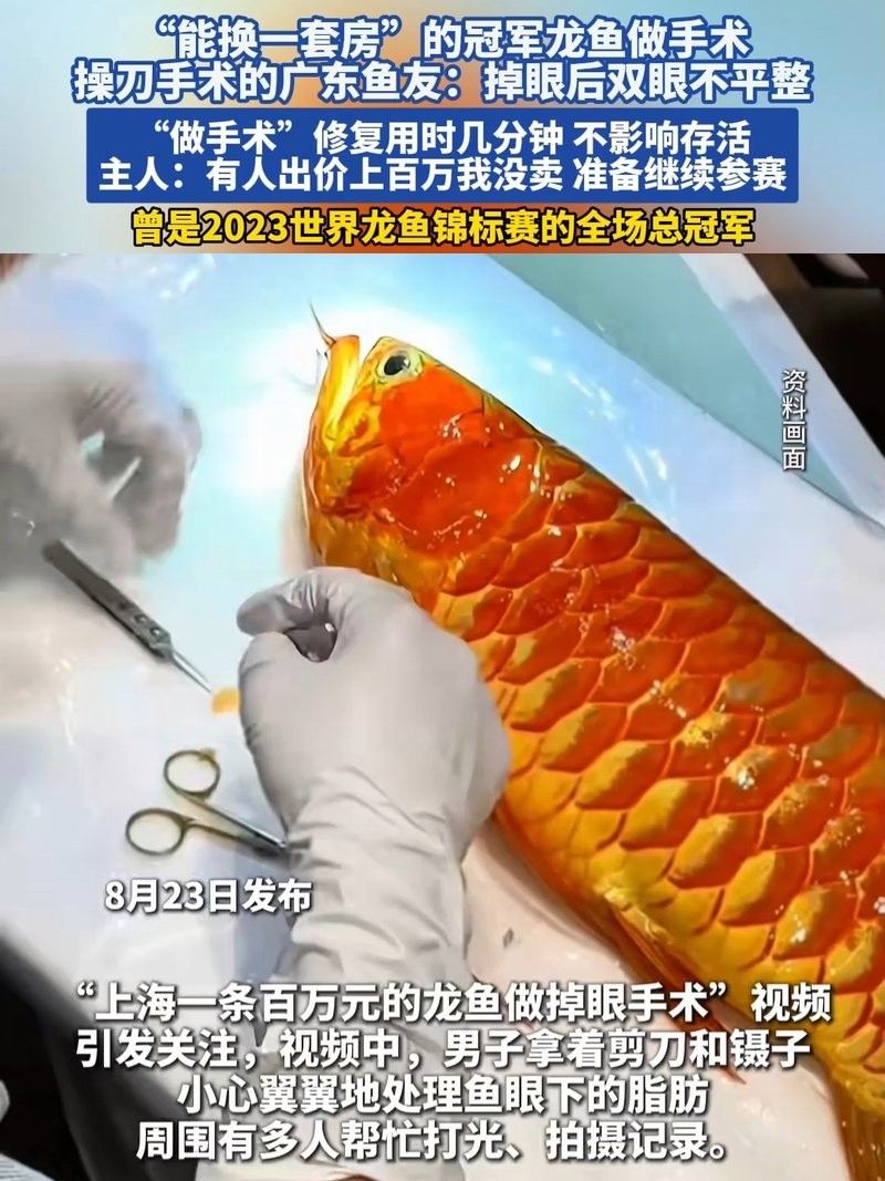 龍魚掉眼手術后會復發嗎圖片 龍魚掉眼手術后會復發嗎圖片 龍魚百科 第29張