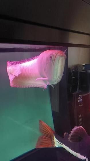 龍魚掉眼手術后會復發嗎圖片 龍魚百科 第19張 龍魚掉眼手術后會復發嗎圖片 龍魚掉眼手術后會復發嗎圖片 龍魚百科 第19張