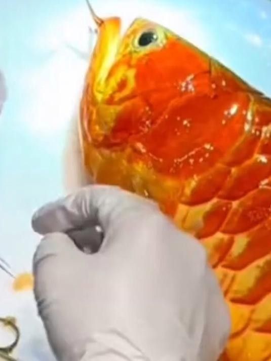 龍魚掉眼手術后會復發嗎圖片 龍魚掉眼手術后會復發嗎圖片 龍魚百科 第30張