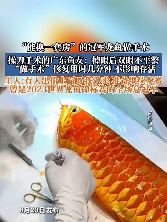 龍魚掉眼手術后會復發嗎圖片 龍魚掉眼手術后會復發嗎圖片 龍魚百科 第31張