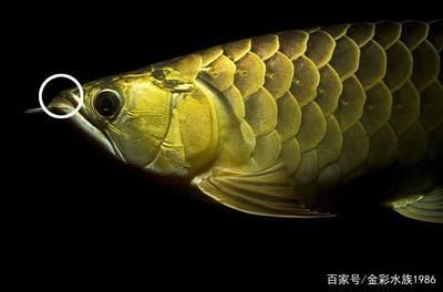 金龍魚真假辨別方法：根據搜索結果整理的金龍魚真假辨別方法