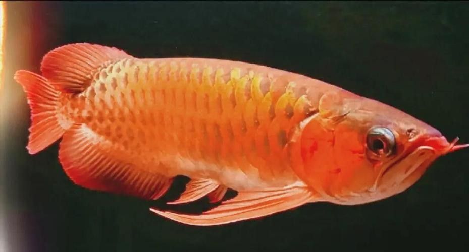 龍魚嘴是什么樣子