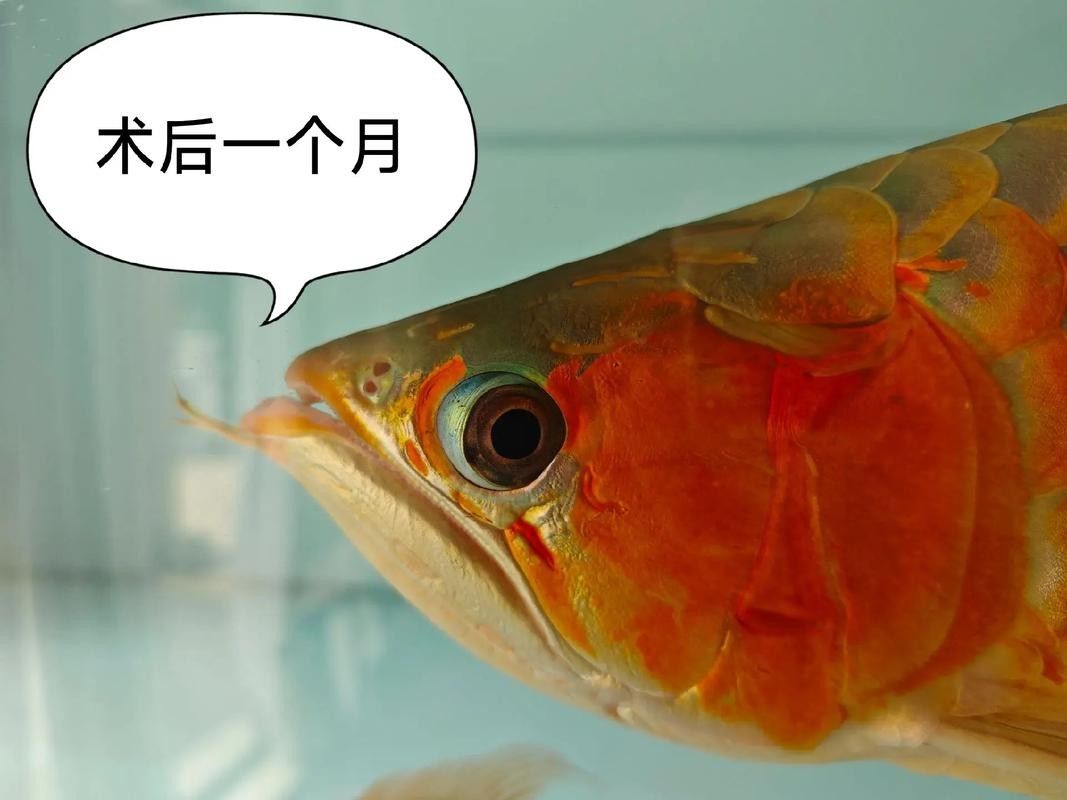 龍魚嘴是什么樣子
