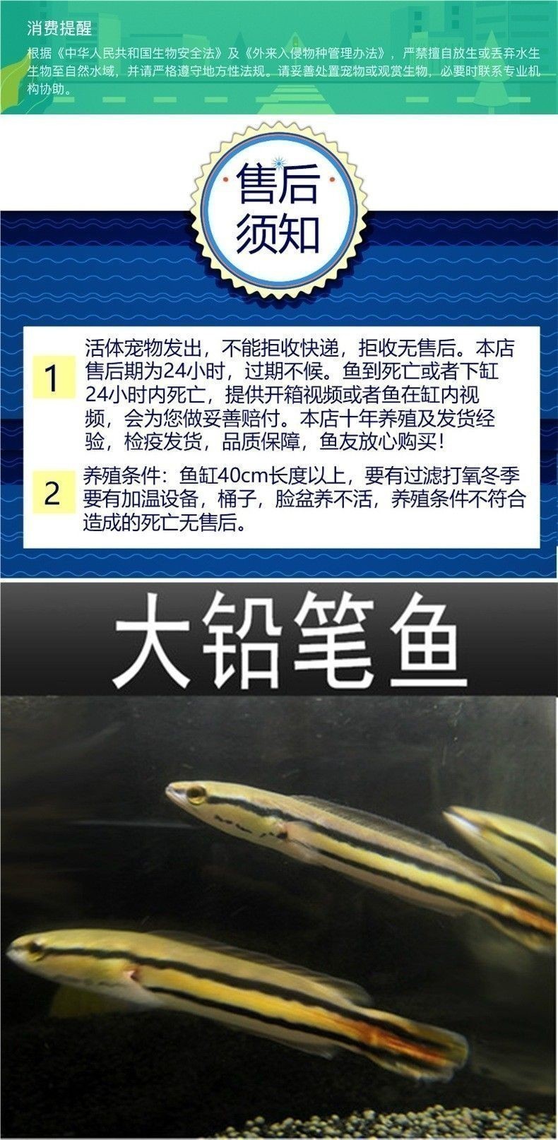 深圳哪里有賣雷龍魚苗