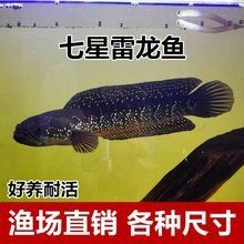 深圳哪里有賣雷龍魚苗