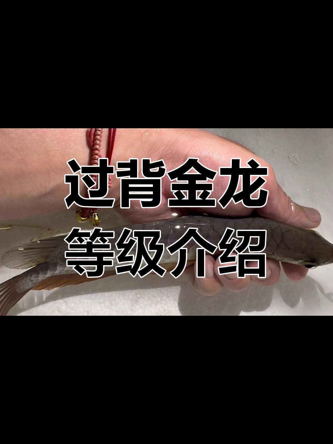 如何挑選健康的過背金頭龍魚？