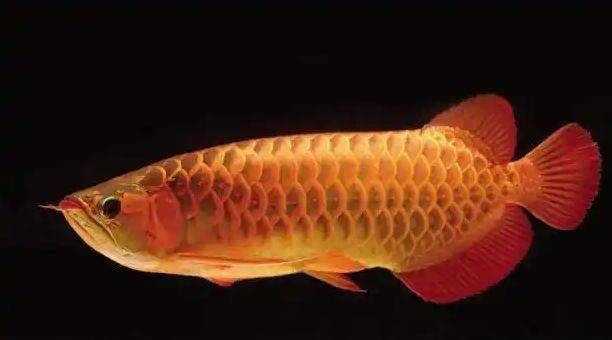 怎樣防治預防龍魚寄生蟲感染病毒的方法：春季龍魚防蟲技巧，龍魚防蟲技巧