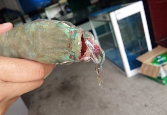 如何防止龍魚打架呢：防止龍魚打架的方法 如何防止龍魚打架呢：防止龍魚打架的方法 龍魚百科 第1張
