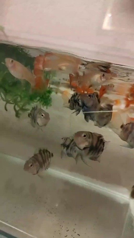 孔雀魚冷水鸚鵡曼龍魚哪個(gè)好養(yǎng)