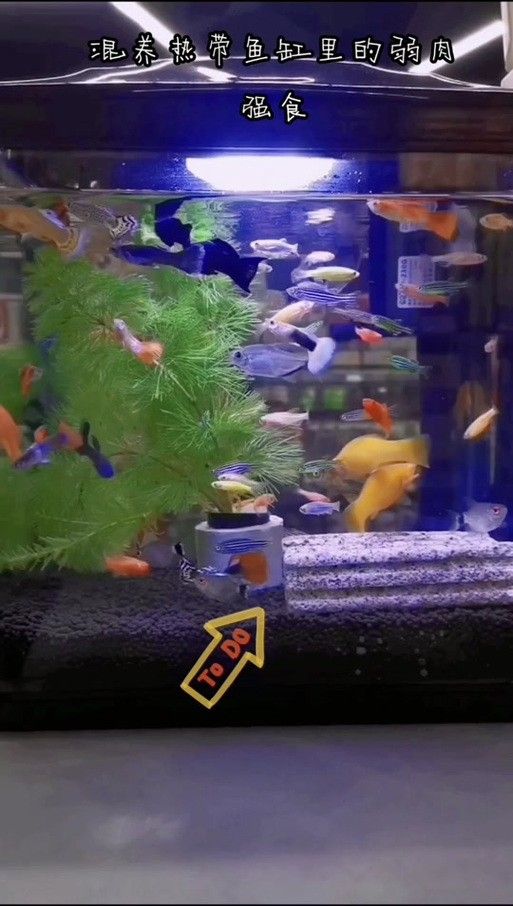 孔雀魚冷水鸚鵡曼龍魚哪個(gè)好養(yǎng)