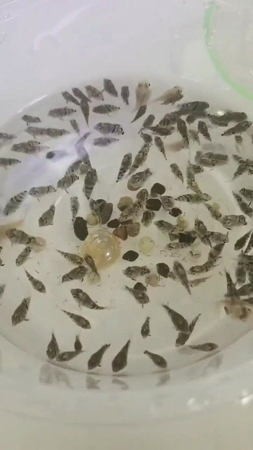 孔雀魚冷水鸚鵡曼龍魚哪個(gè)好養(yǎng)