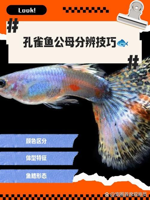 孔雀魚冷水鸚鵡曼龍魚哪個(gè)好養(yǎng)