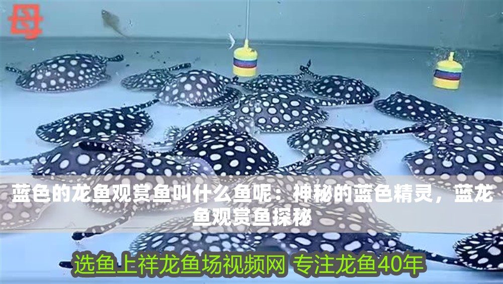 藍(lán)色的龍魚(yú)觀(guān)賞魚(yú)叫什么魚(yú)呢：神秘的藍(lán)色精靈，藍(lán)龍魚(yú)觀(guān)賞魚(yú)探秘 藍(lán)色的龍魚(yú)觀(guān)賞魚(yú)叫什么魚(yú)呢：神秘的藍(lán)色精靈，藍(lán)龍魚(yú)觀(guān)賞魚(yú)探秘 龍魚(yú)百科 第1張