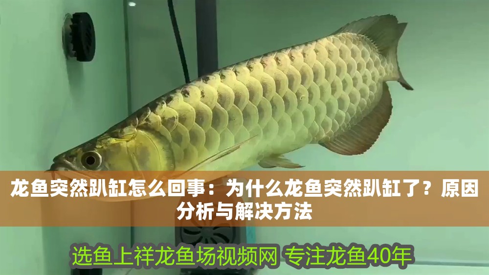 龍魚突然趴缸怎么回事：為什么龍魚突然趴缸了？原因分析與解決方法