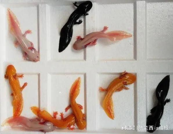觀賞恐龍魚是不是保護動物