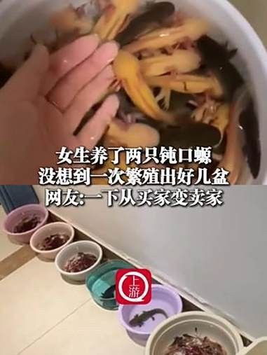 六角恐龍如何識(shí)別主人？