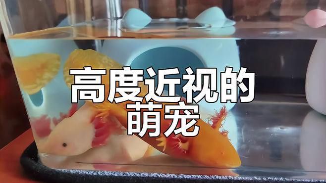六角恐龍如何識(shí)別主人？