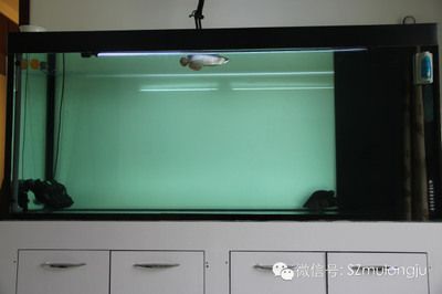 龍魚魚缸水位多少合適養魚：關于養龍魚魚缸水位高度的一些注意事項 龍魚魚缸水位多少合適養魚：關于養龍魚魚缸水位高度的一些注意事項 龍魚百科 第4張