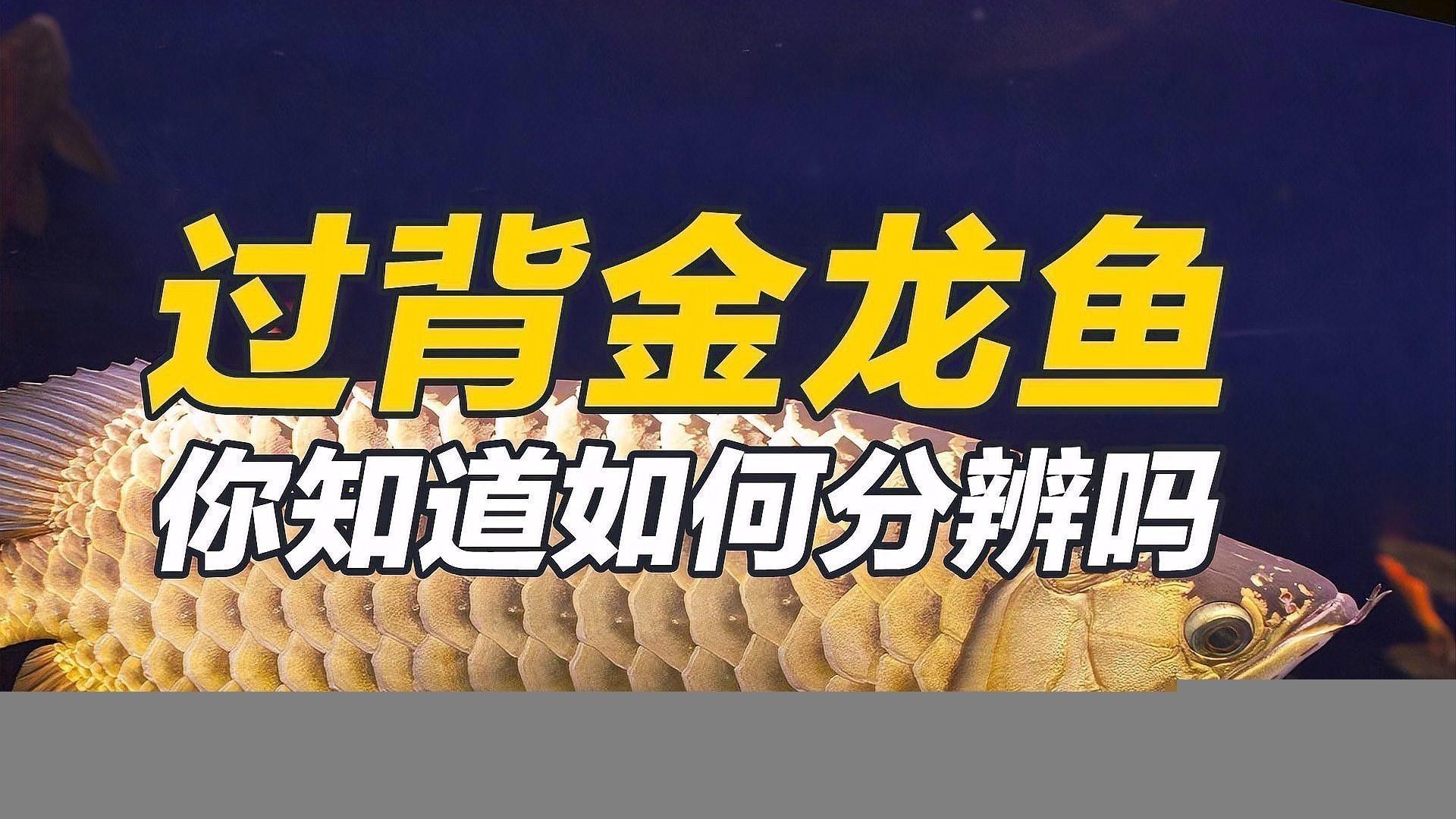 過背龍魚的價格是多少？